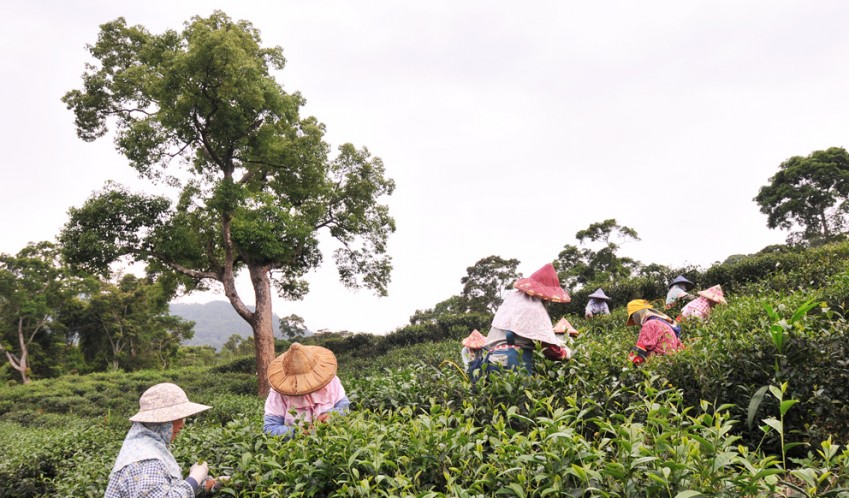 TTC's 1-hectare Dasi Amuping tea plantation adopts natural farming.<br>In the foggy mountain, the tea plants can absorb widespread aura of Mother Earth. Making the locally plucked quality tea leaves thick and soft.The rolled tea leaves reproduce the natural sweetness of originality and tradition.<br>