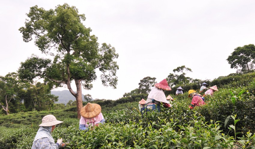 從栽種到採摘、製茶全程由農林自擁茶廠掌握，全程無使用化肥、農藥、香料、色素<br>100%道地台灣茶，產品產地、茶源、出廠皆標示清楚，所有茶品，皆通過SGS檢驗合格 <br>包裝設計著重環保意識，採用食品級襯紙，以可分解之玉米澱粉等材質包裝袋茶<br>